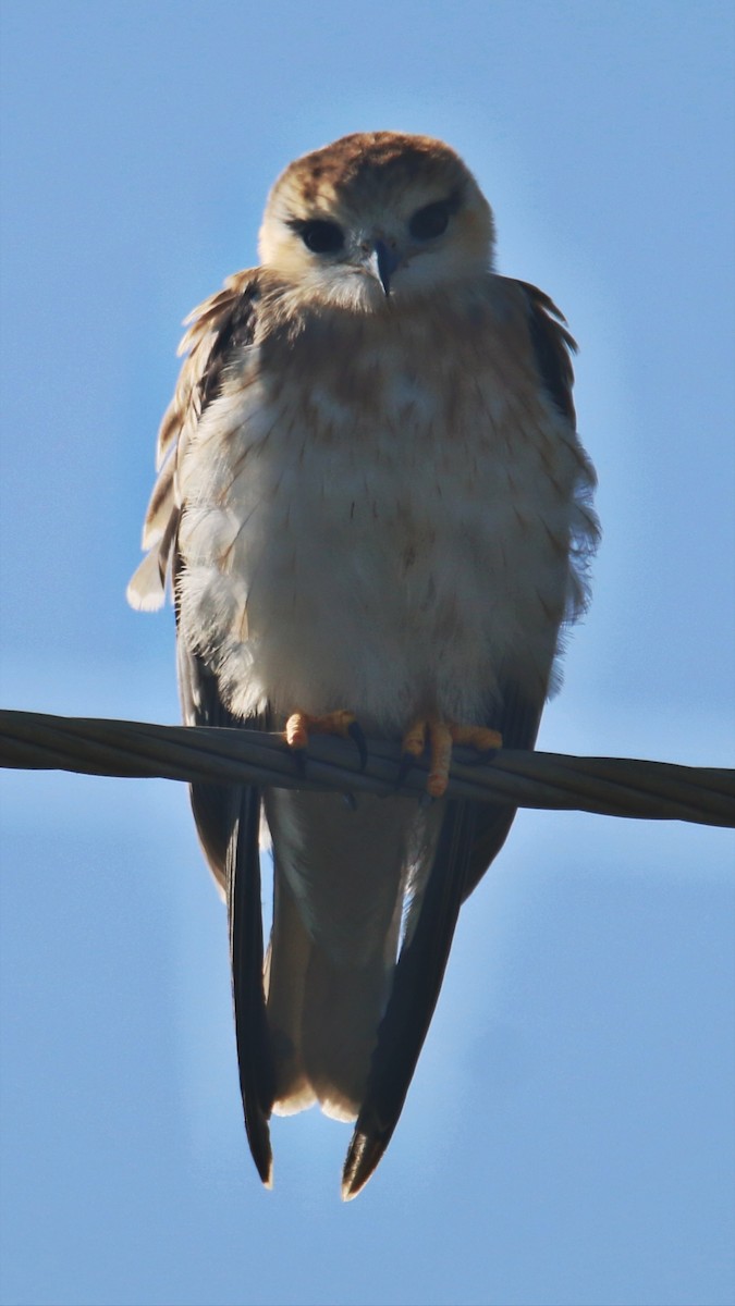 Black-winged Kite - ML640219494