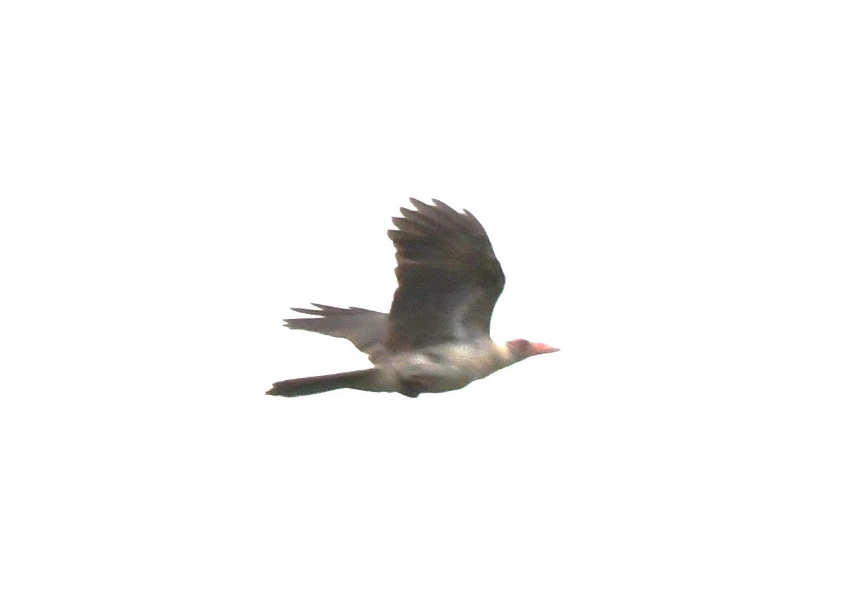Gray Crow - ML640219496
