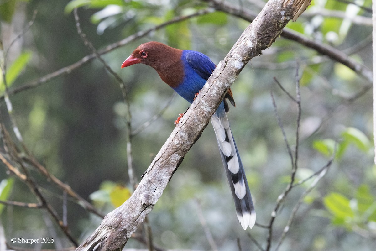 Sri Lanka Blue-Magpie - ML640219533