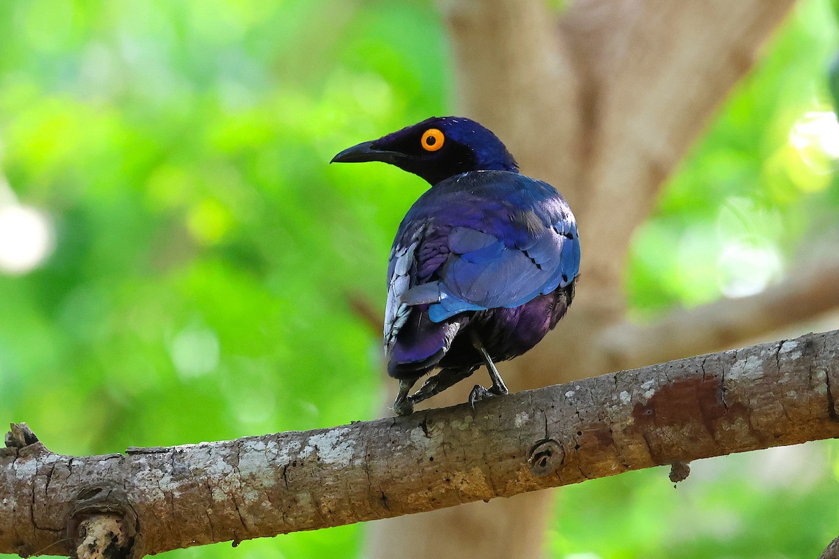 Purple Starling - ML640219537
