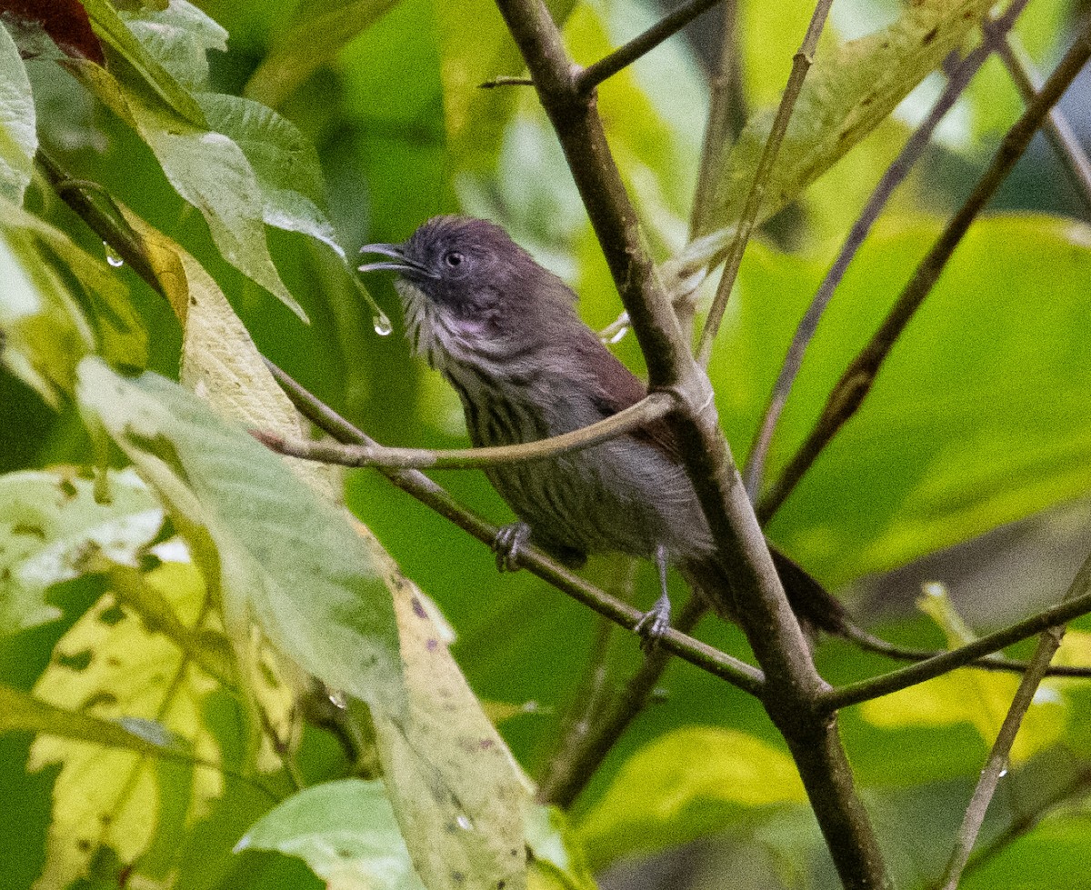 Bold-striped Tit-Babbler - ML640219595
