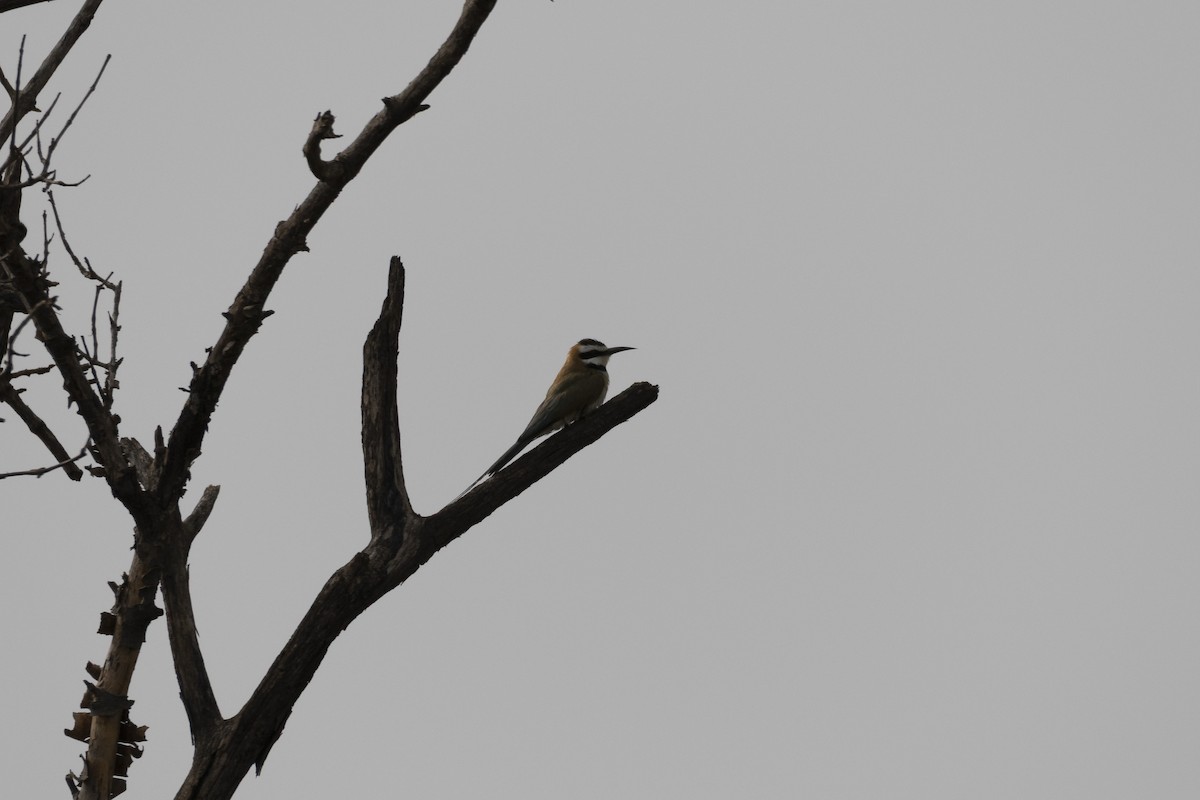 White-throated Bee-eater - ML640219628