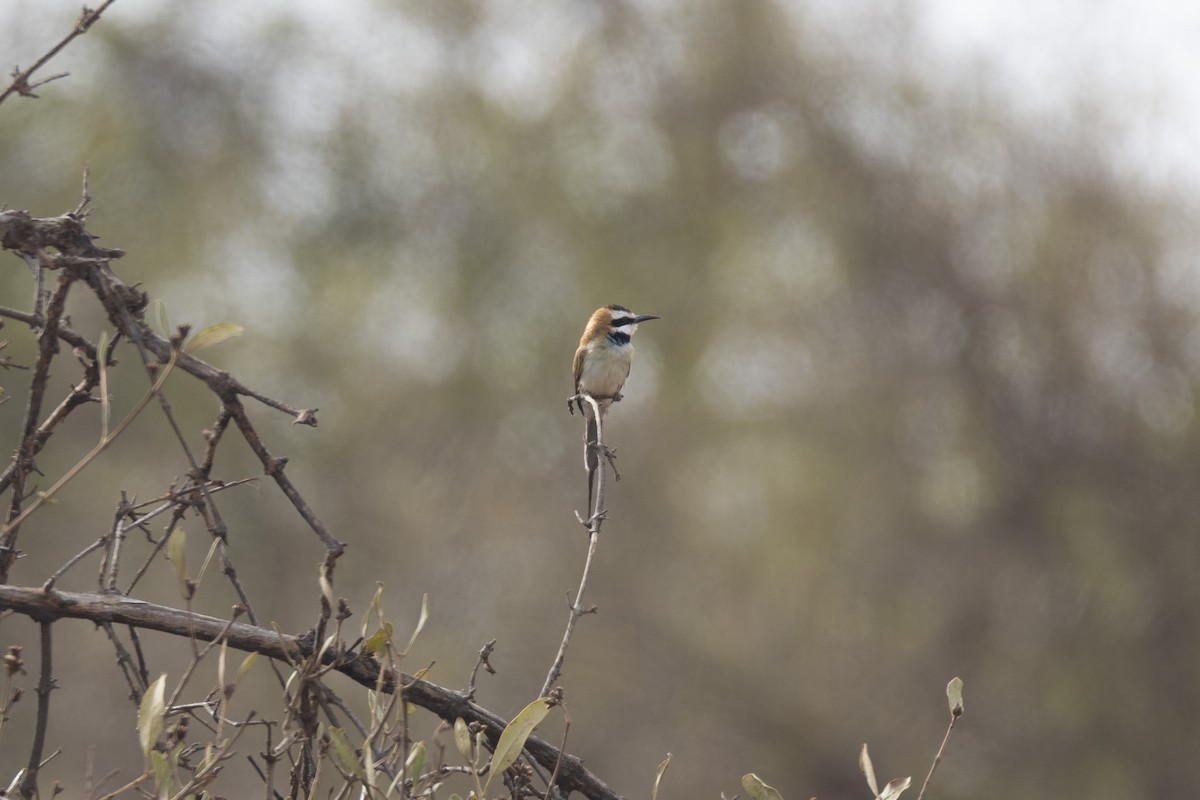 White-throated Bee-eater - ML640219656