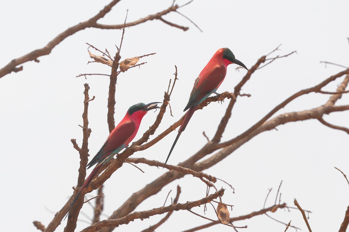 Southern Carmine Bee-eater - ML640219793