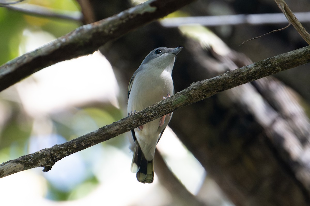 White-browed Shrike-Babbler (Blyth's) - ML640219826