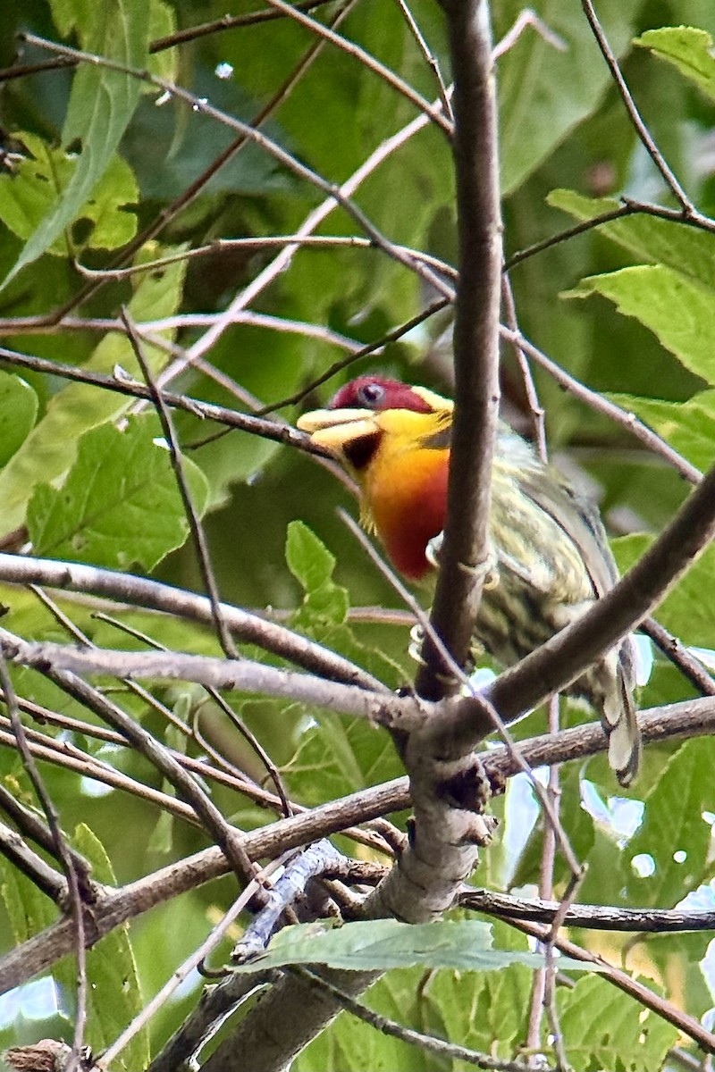 Lemon-throated Barbet - ML640219831