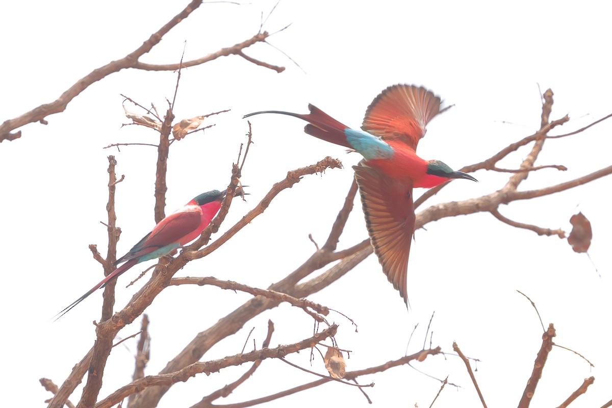 Southern Carmine Bee-eater - ML640219853