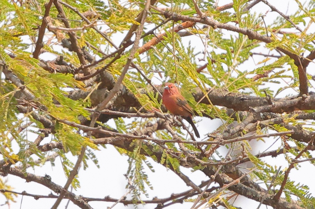 African Firefinch - ML640219893