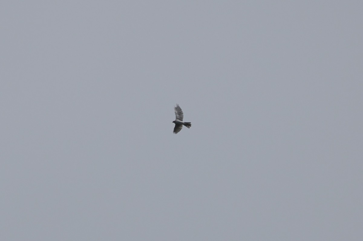蒼鷹 - ML640220003