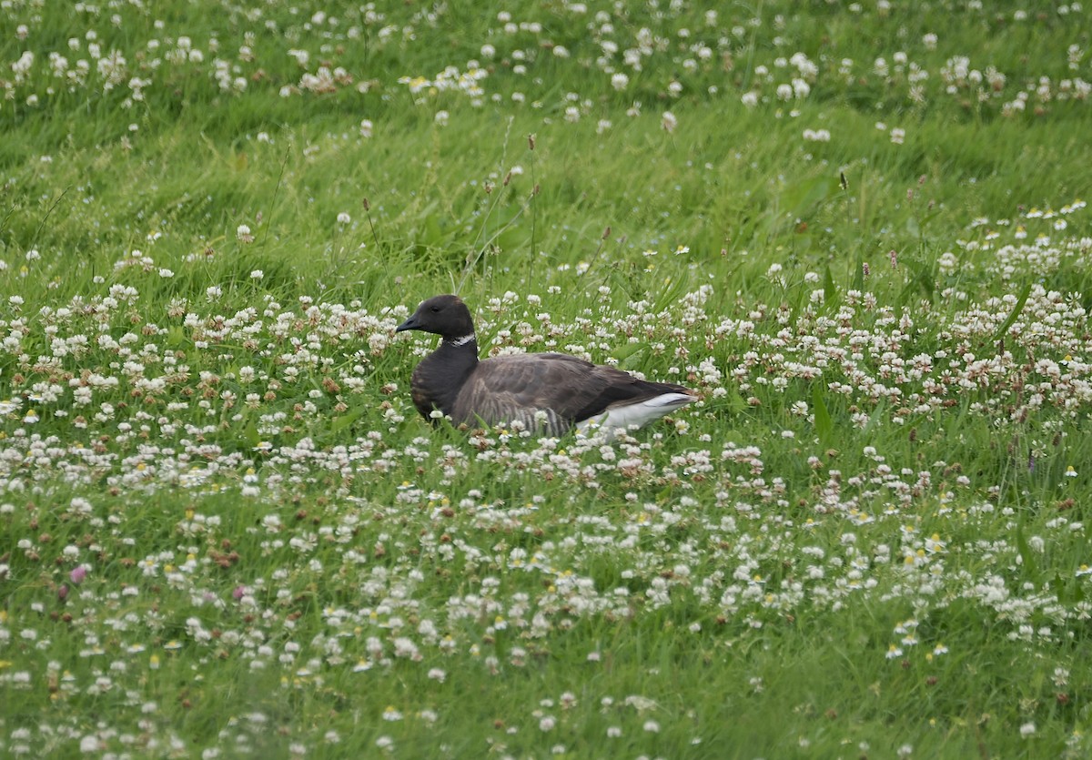 Brant - ML640220093