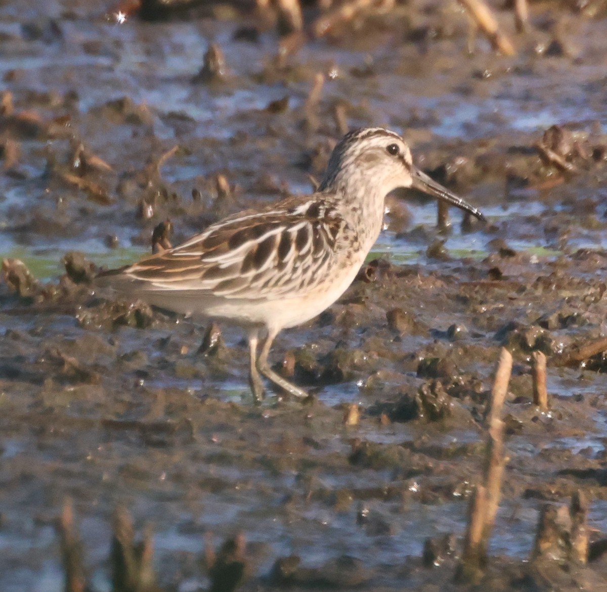 Broad-billed Sandpiper - ML640220101