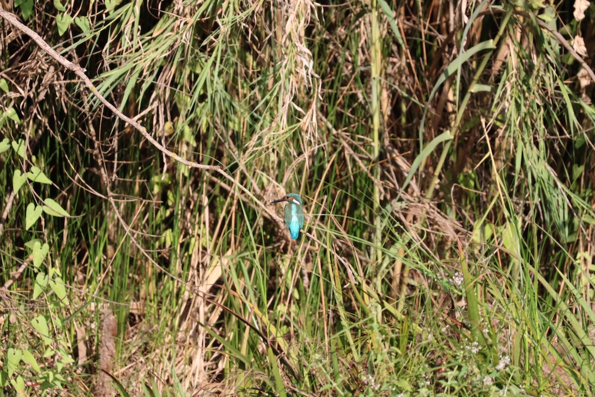 Common Kingfisher - ML640220194