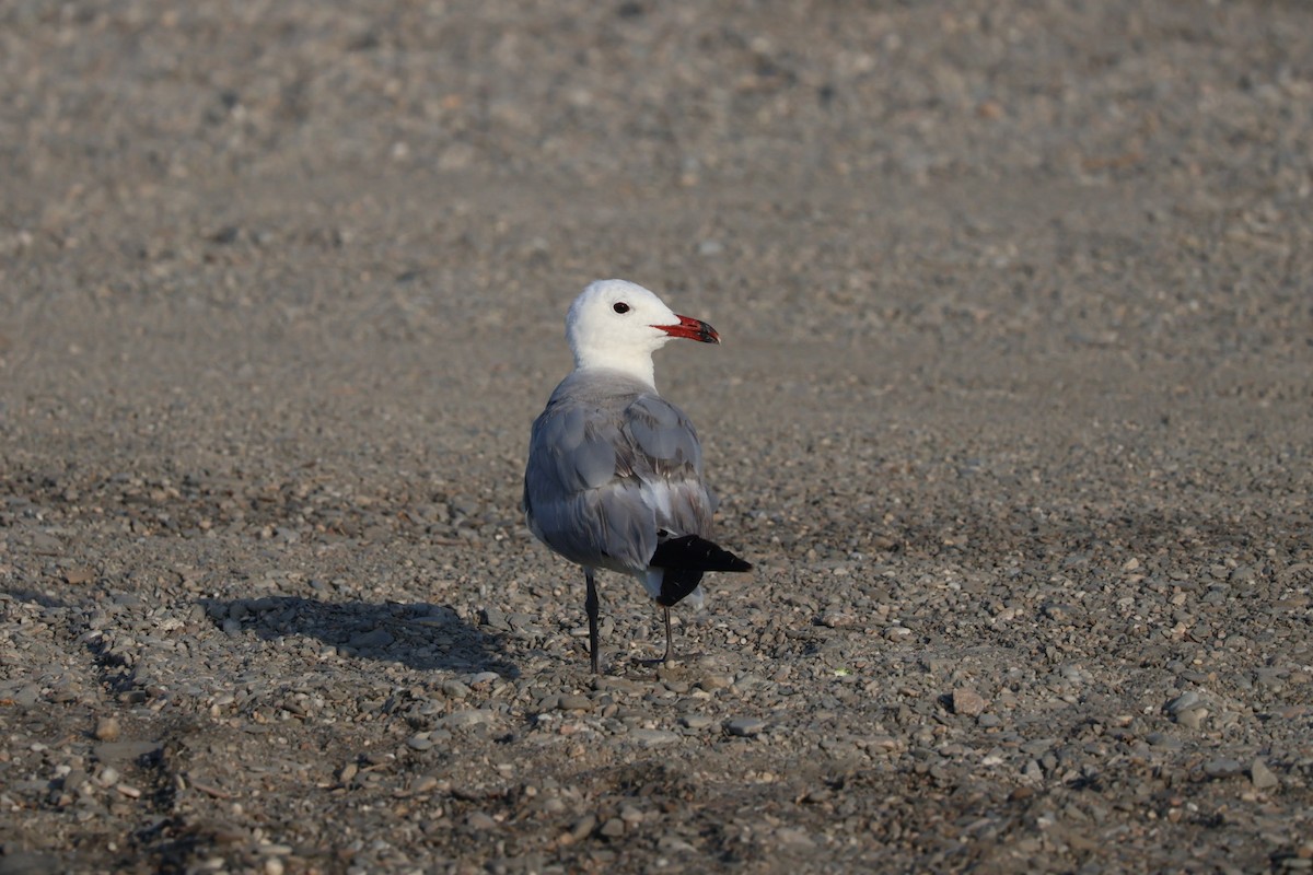 Audouin's Gull - ML640220200