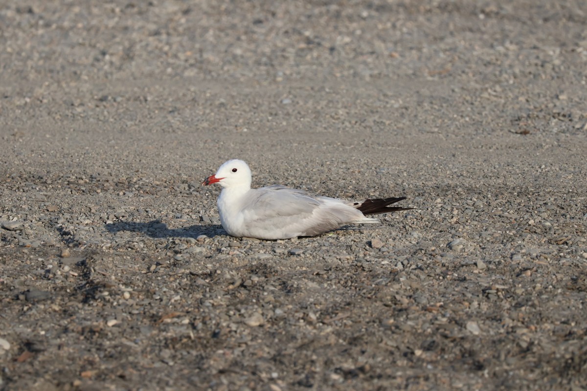 Audouin's Gull - ML640220201