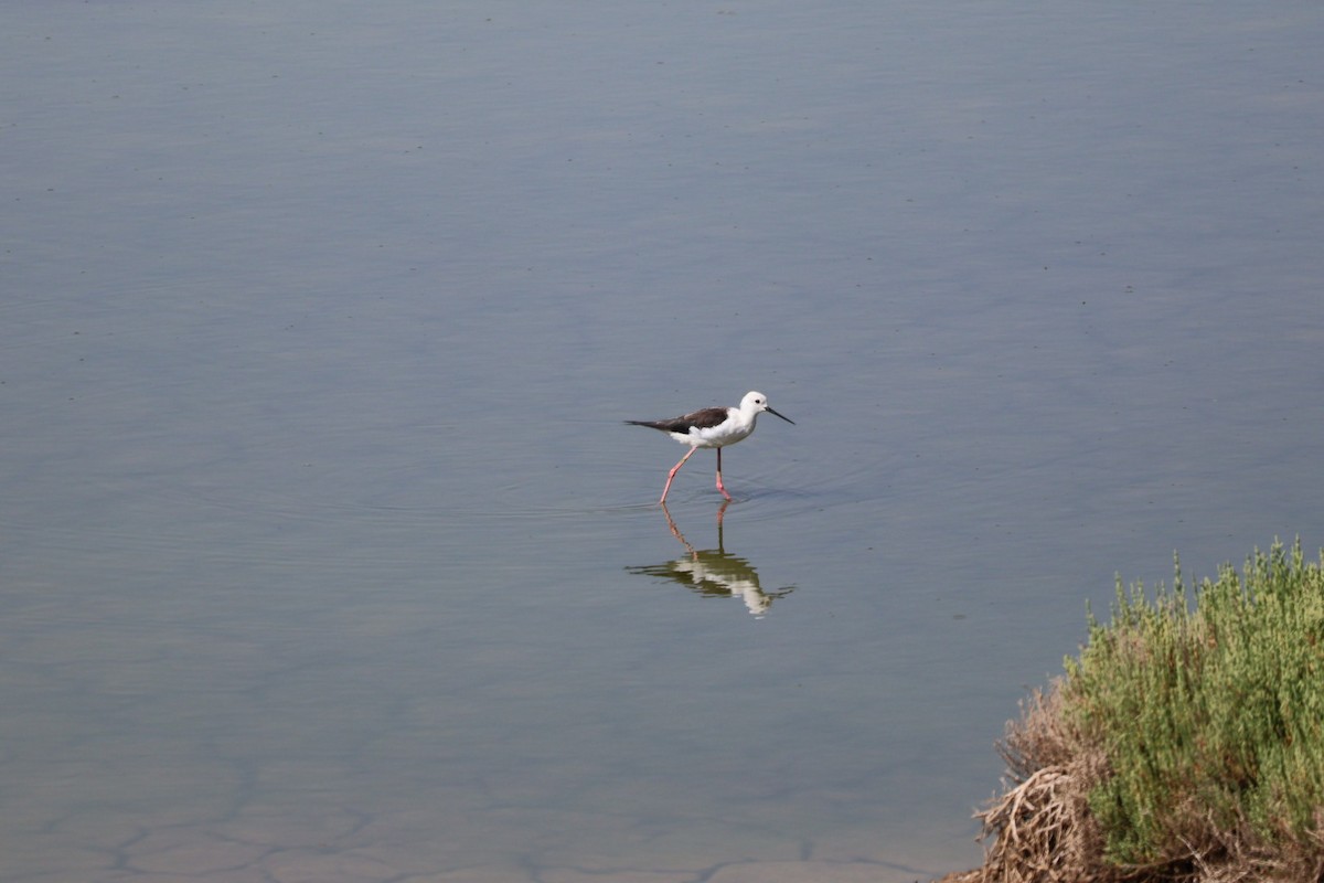 Black-winged Stilt - ML640220216