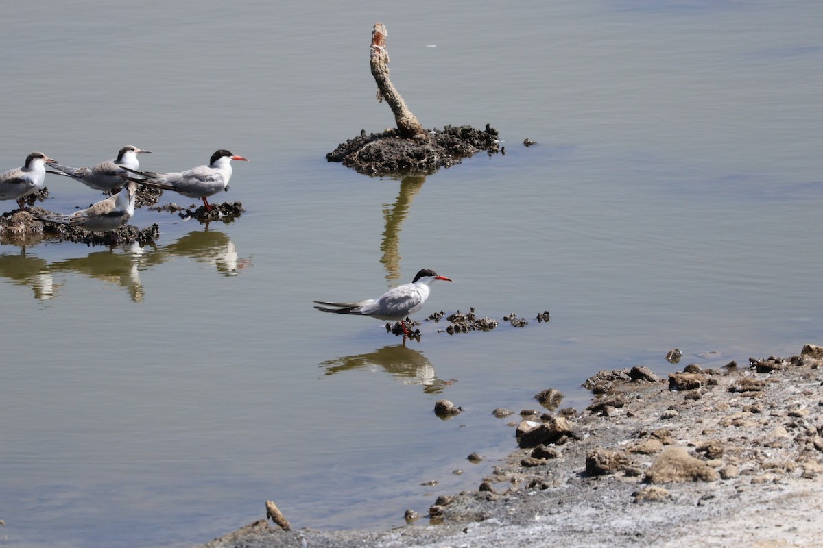 Common Tern - ML640220257