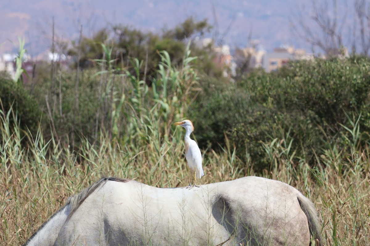 Western Cattle-Egret - ML640220274