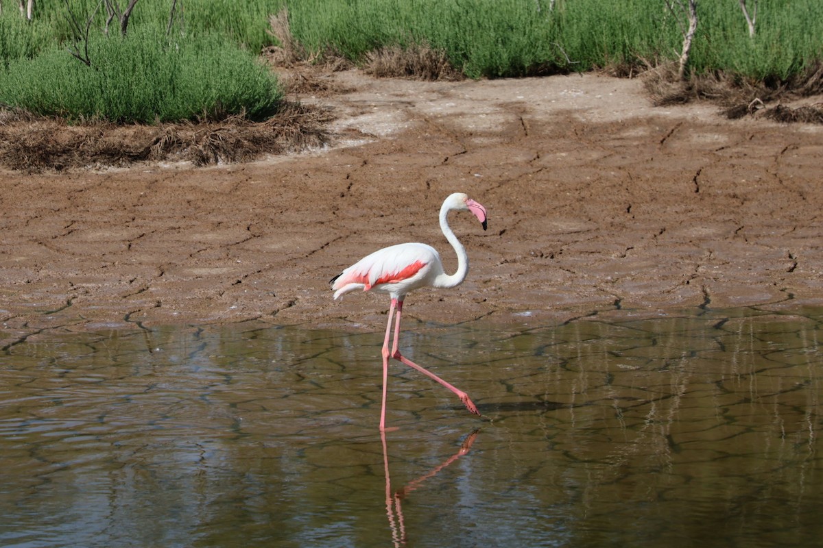 Greater Flamingo - ML640220275