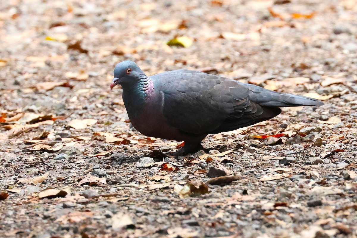 Bolle's Pigeon - ML640220355