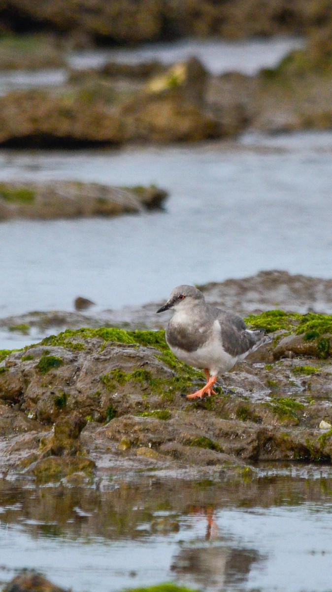 Magellanic Plover - ML640220425