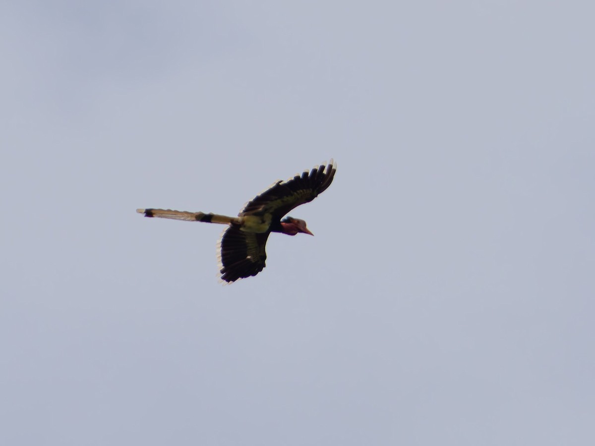 Cálao de Yelmo - ML640220458
