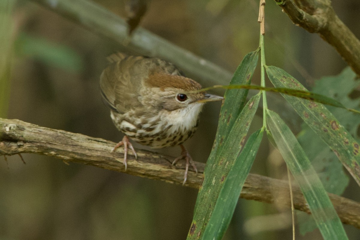 Puff-throated Babbler - ML640220466