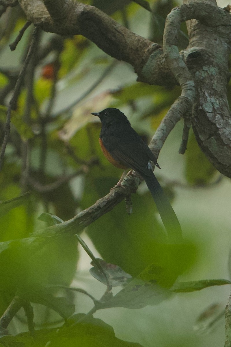 White-rumped Shama - ML640220469