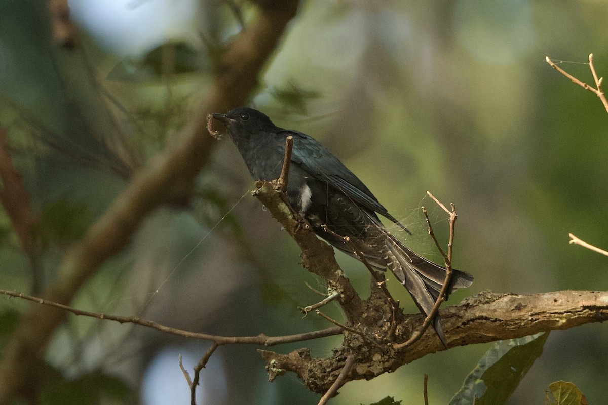 Fork-tailed Drongo-Cuckoo - ML640220475