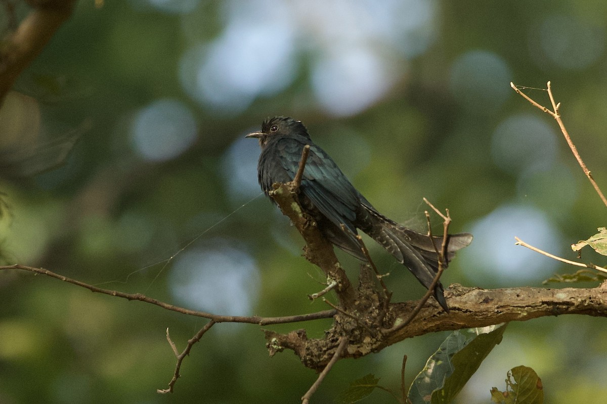 Fork-tailed Drongo-Cuckoo - ML640220476