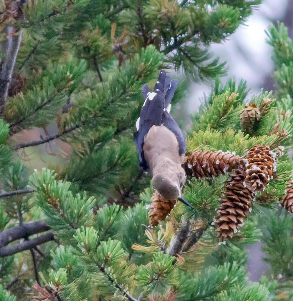 Clark's Nutcracker - ML640220477