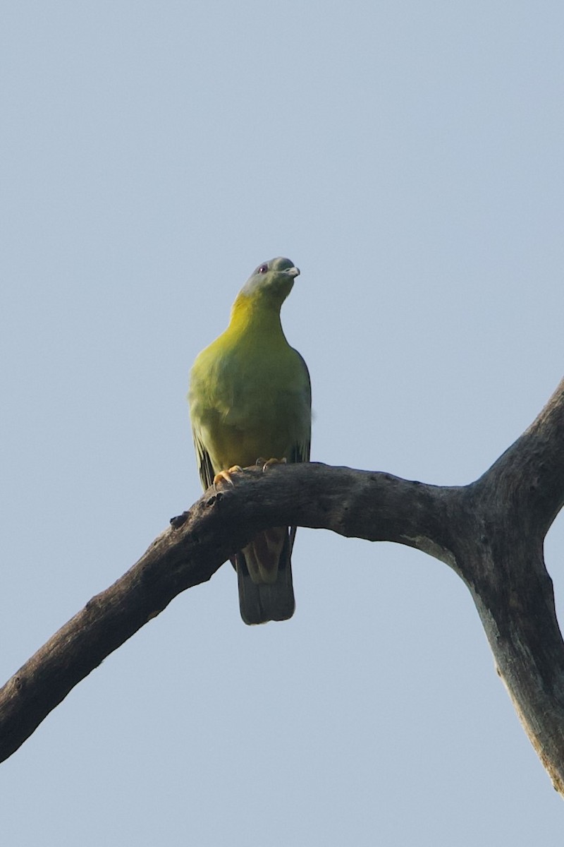 Yellow-footed Green-Pigeon - ML640220478