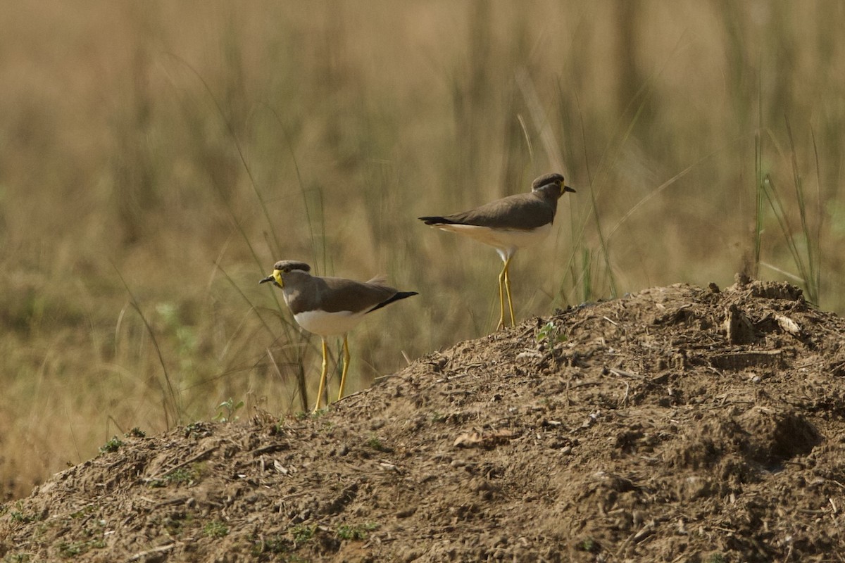 Yellow-wattled Lapwing - ML640220481