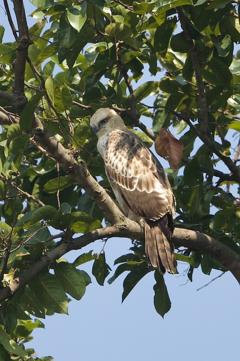 Changeable Hawk-Eagle - ML640220484