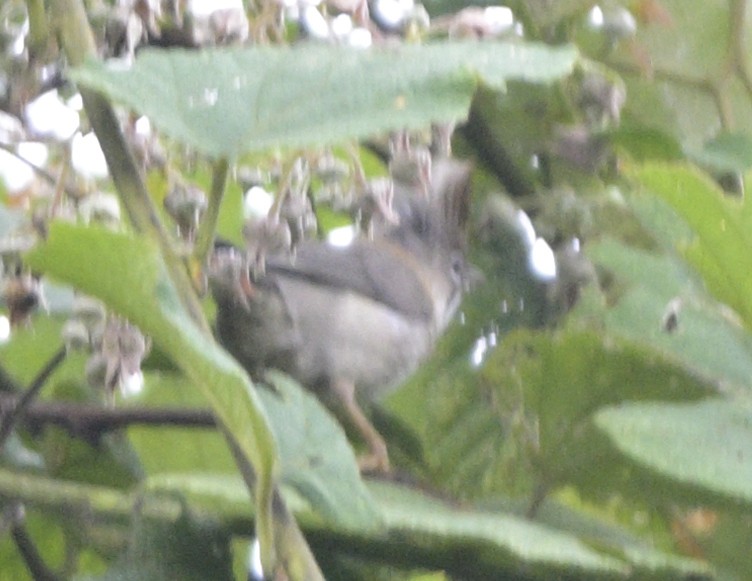 Yuhina Bigotuda - ML640220485