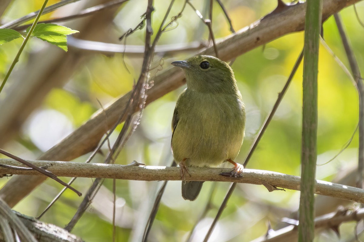 White-bearded Manakin - ML640220501