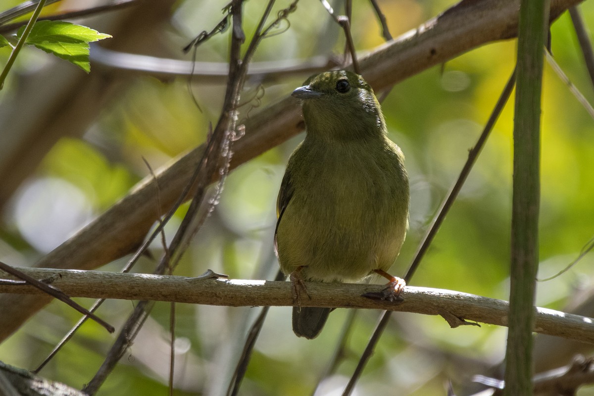White-bearded Manakin - ML640220502