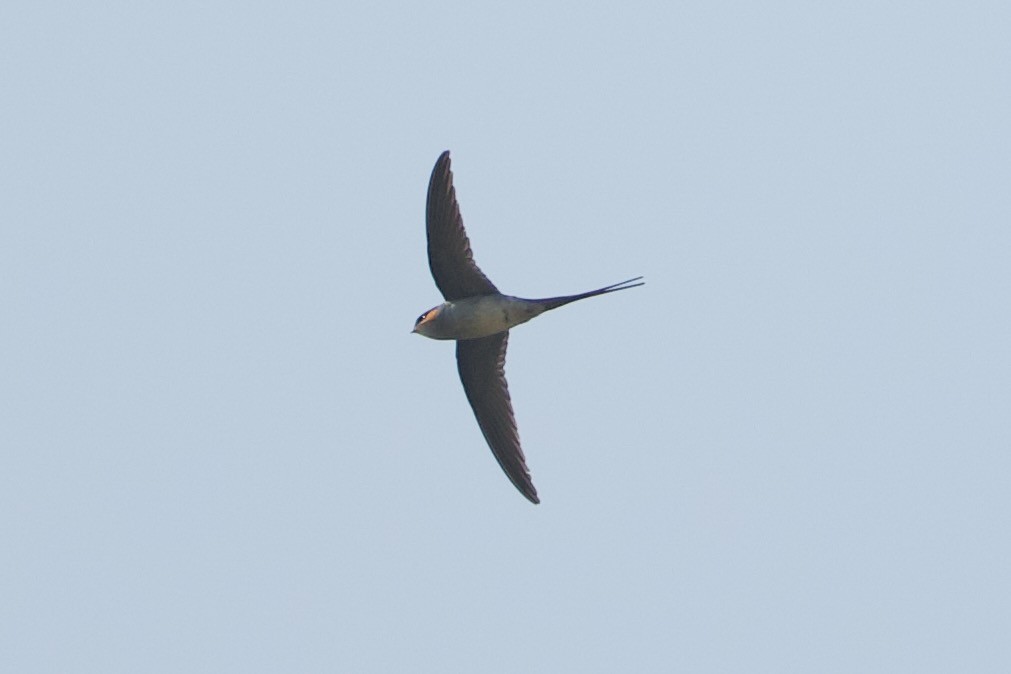 Crested Treeswift - ML640220503