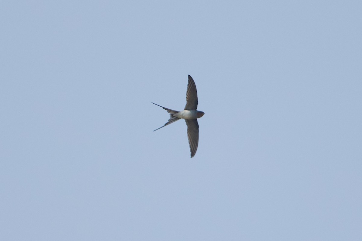 Crested Treeswift - ML640220504