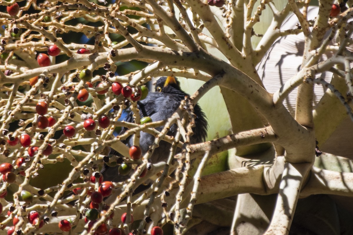 Yellow-legged Thrush - ML640220518