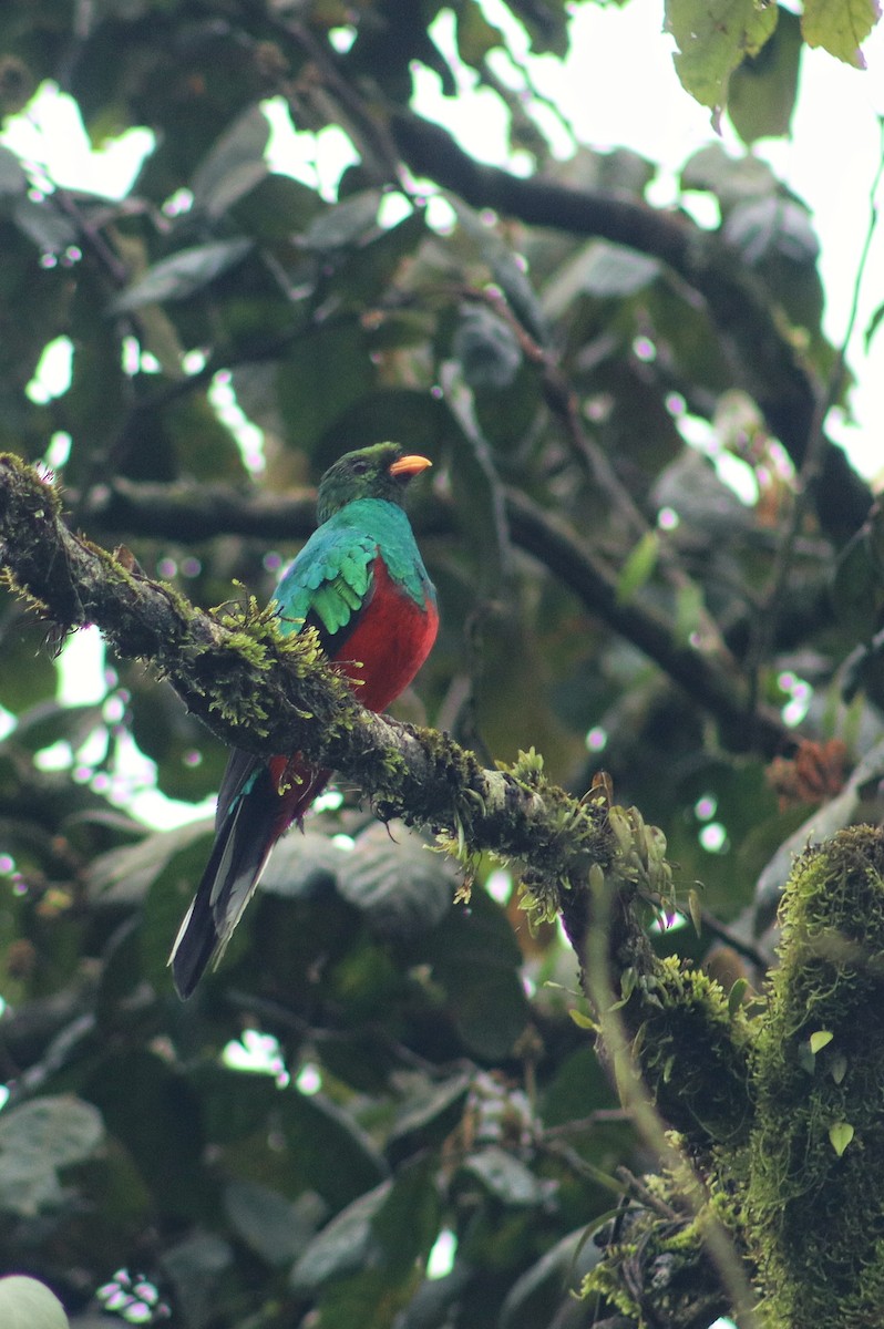 Quetzal Fúlgido - ML640220525