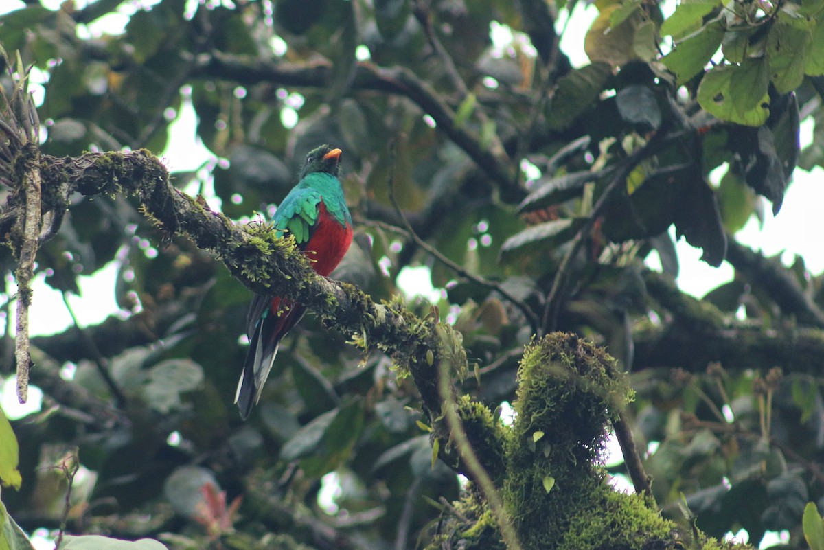 Quetzal Fúlgido - ML640220526