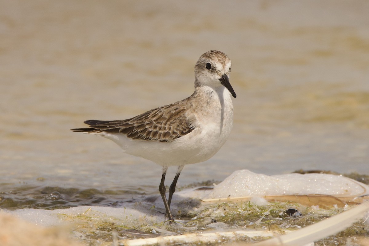 Red-necked Stint - ML640220552
