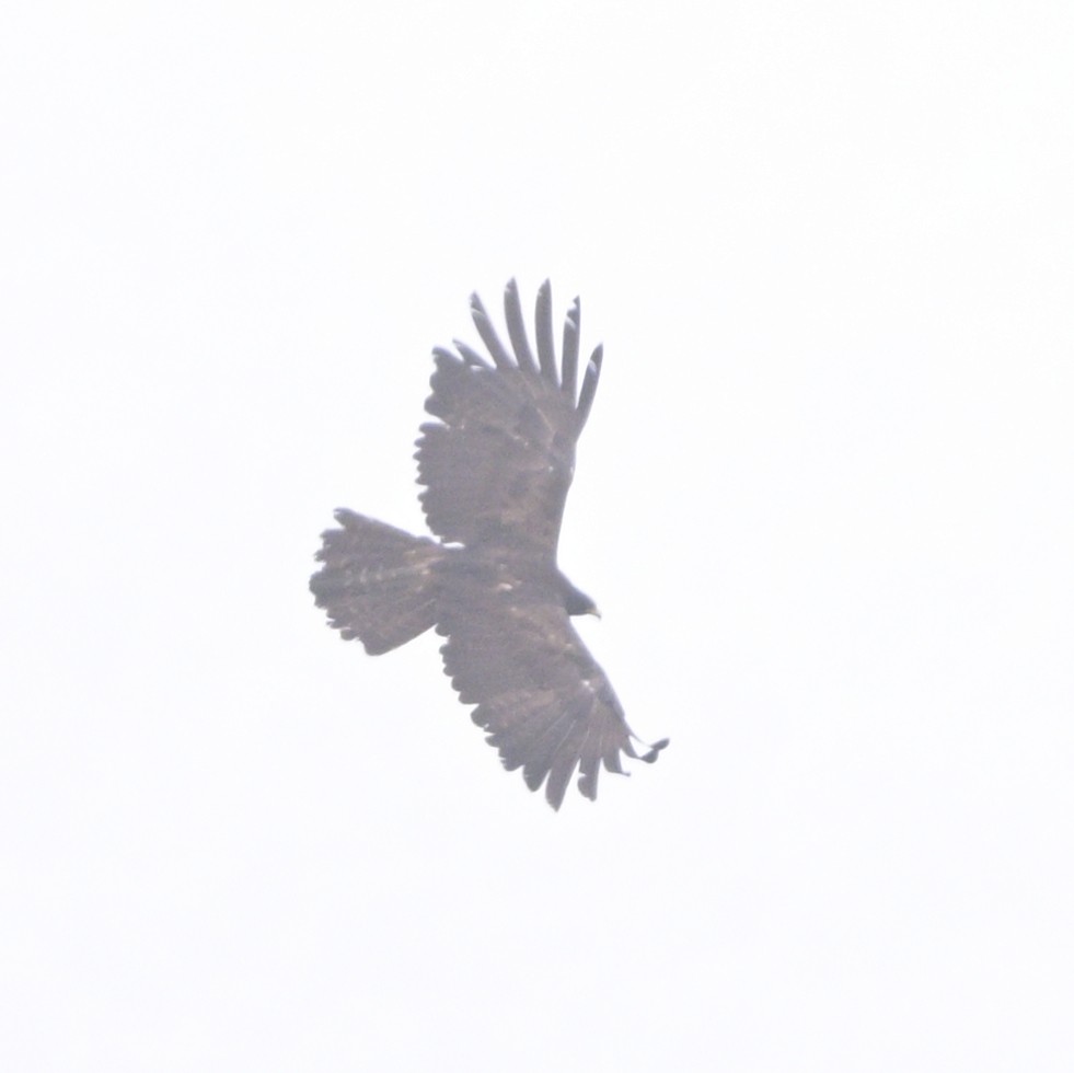 Black Eagle - ML640220553