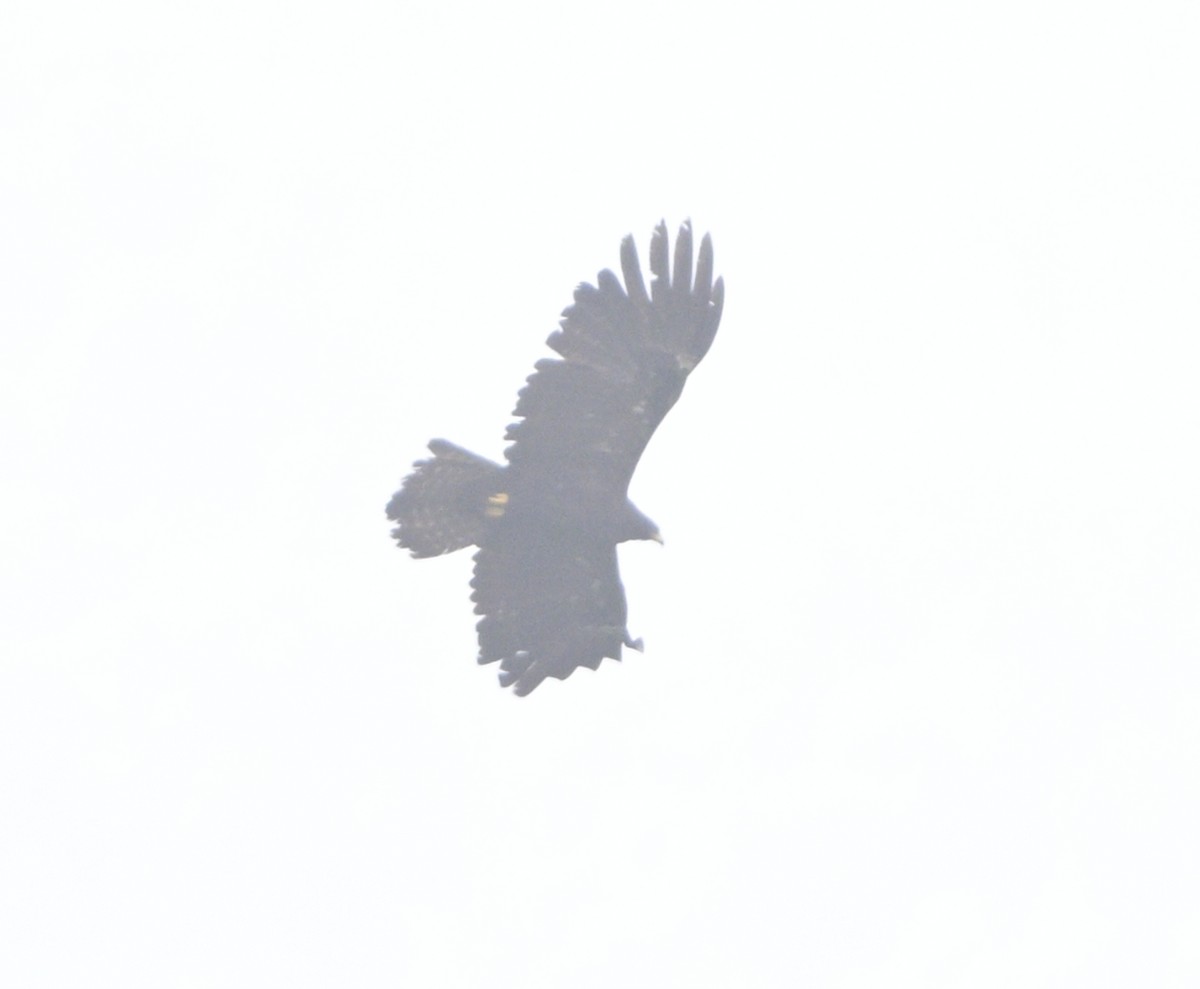 Black Eagle - ML640220554