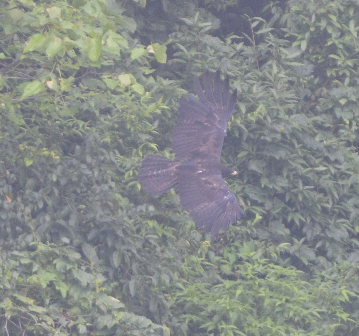 Black Eagle - ML640220555