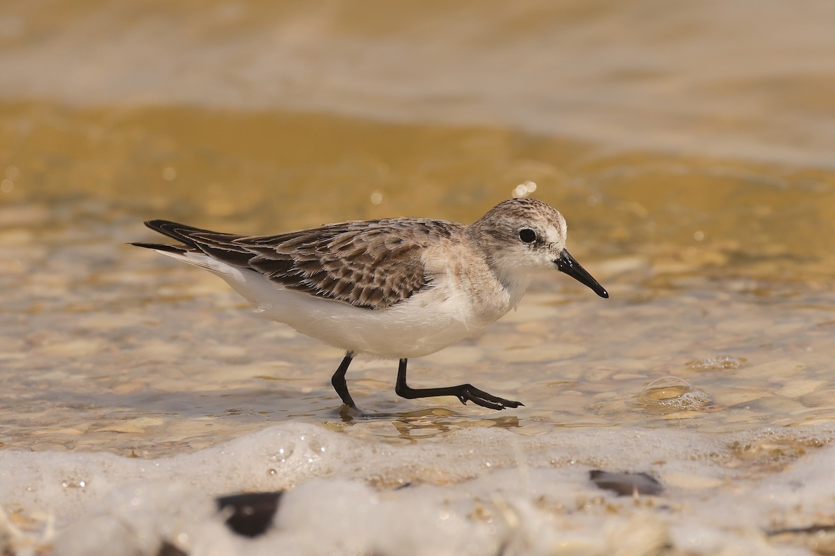 Red-necked Stint - ML640220567