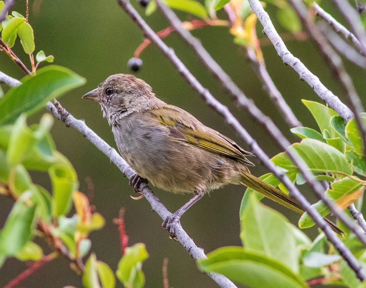 Green-tailed Towhee - ML640220574
