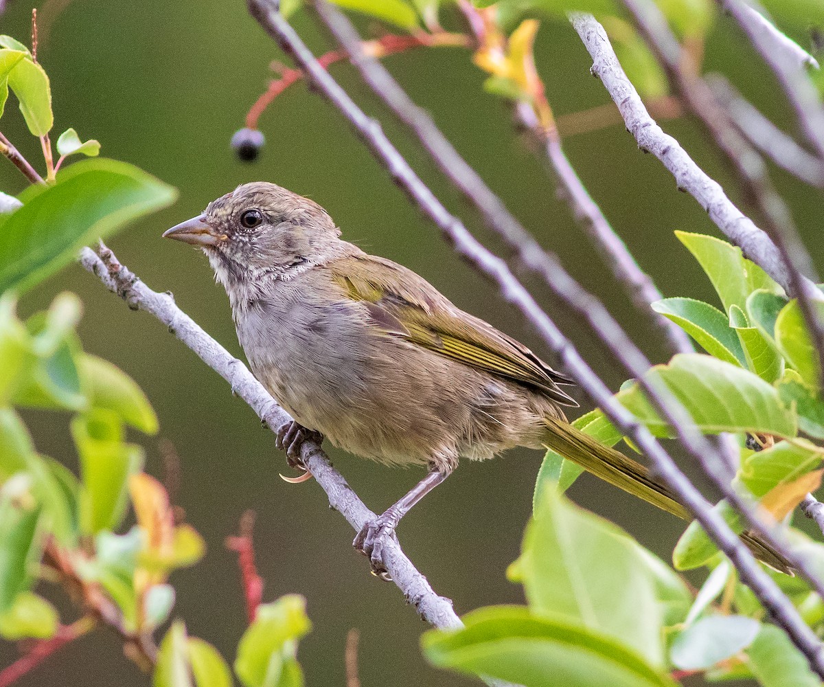Green-tailed Towhee - ML640220575