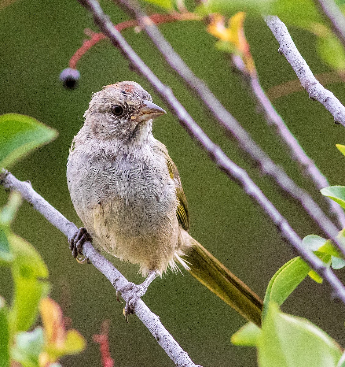 Green-tailed Towhee - ML640220577