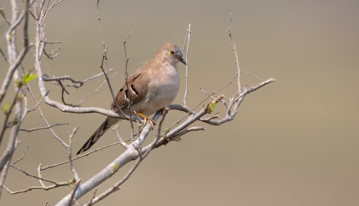 Long-tailed Ground Dove - ML640220616